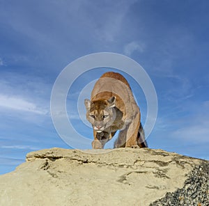 Hunting cougar against blue sky