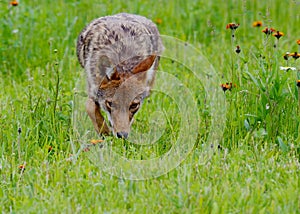 Hunting Coyote in a field of wildflowers.