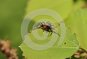 A hunting Crab Spider, Thomisidae, hiding on a Aspen tree leaf, Populus tremula, in woodland in the UK.