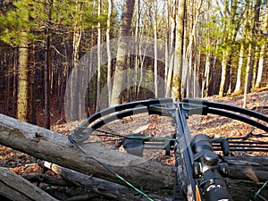 Hunting crossbow in woods photo