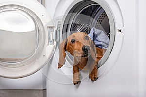 The hunting dachshund dog lies in the washing machine and poking his head out of the open drum door, carefully looks up.