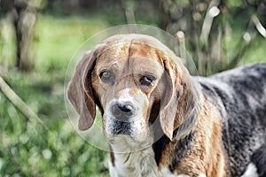 Hunting and detection dog. Dog with long ears on summer outdoor. Beagle walk on fresh air. Cute pet on sunny day. Companion or fri