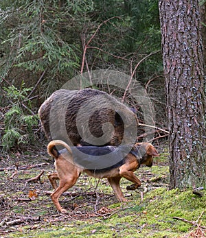 Hunting dog