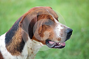 Hunting Dog photo