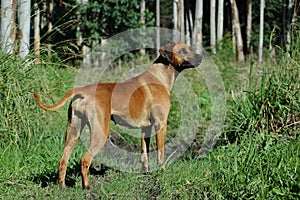 El perro en Bosque 