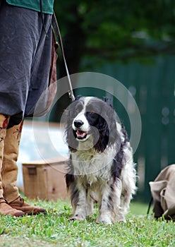 Hunting Dog