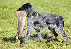 Hunting dog