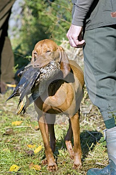 Hunting dog