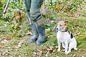 Hunting dog