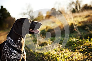 Hunting dog photo