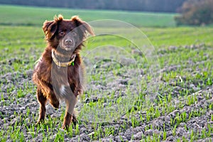 Hunting dog