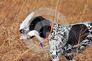 Hunting Dog