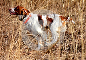 Hunting Dog