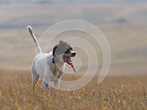 Hunting Dog