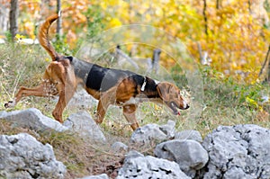 Hunting dog