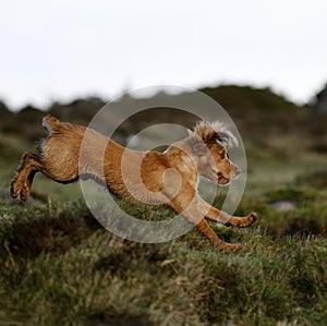 Hunting Dog