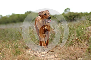 Hunting dog