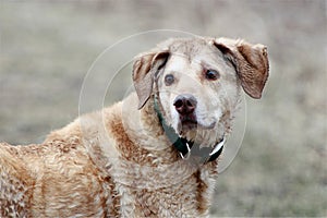 Hunting dog