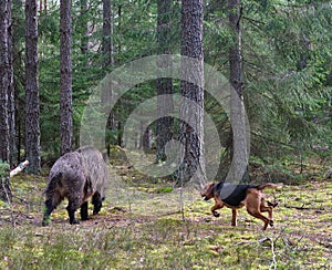 Hunting dog attack wild boar