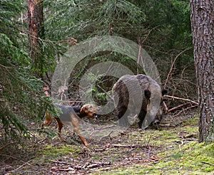 Hunting dog attack wild boar