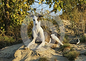 Hunting dog on a background of autumn trees