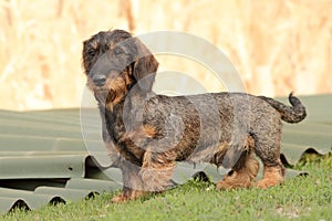 Hunting dog in the backyard