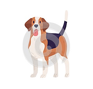 Hunting dog of Beagle breed. Multicolor doggy standing with tongue hanging out. Friendly pet with raised tail. Flat