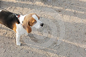 hunting dog beagle waits for a command and looks