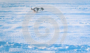 A hunting dog breed English Springer Spaniel in the winter in running walks in the snow with the wind