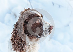 A hunting dog breed English Springer Spaniel in the winter in running walks in the snow with the wind