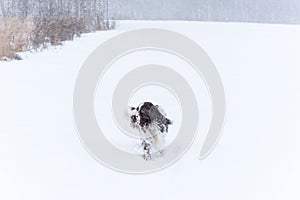 A hunting dog breed English Springer Spaniel in the winter in running walks in the snow with the wind