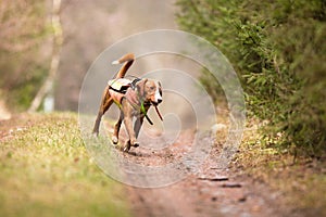 A hunting dog chasing probably a wild boar