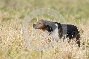 A hunting dog with a Chukar Partridge