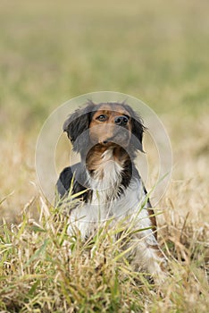 A hunting dog with a Chukar Partridge