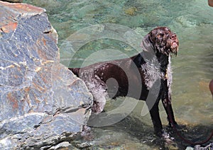 Hunting dog comes out of the water after a swim in the sea.