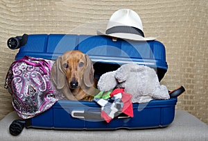 A hunting dog of the Dachshund breed lies in an open large blue suitcase among various things.