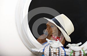 A hunting dog of the Dachshund breed in a stylish straw hat sits in front of a small antique ivory mirror and looks away
