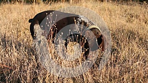 Hunting dog digs looking for prey, German Hunting Watchdog