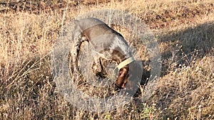 Hunting dog digs looking for prey, German Hunting Watchdog