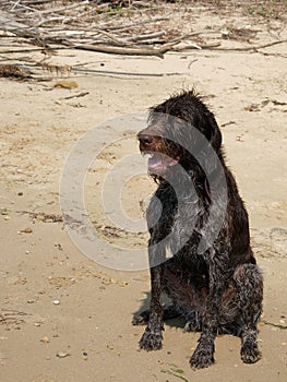 Hunting dog, Drathaar sitting on a beach wet after swimming in the river