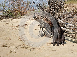 Hunting dog, Drathaar sitting on a beach wet after swimming in the river