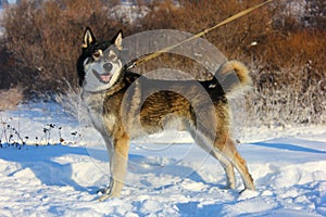 Hunting dog photo