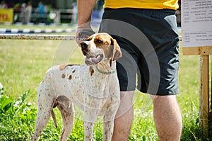 Hunting dog english pointer portrait. Close up.