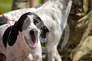 Hunting dog english pointer portrait. Close up.