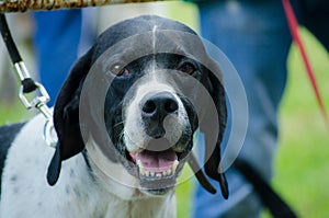 Hunting dog english pointer portrait. Close up.