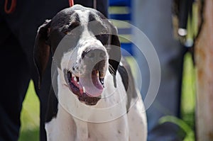 Hunting dog english pointer portrait. Close up.