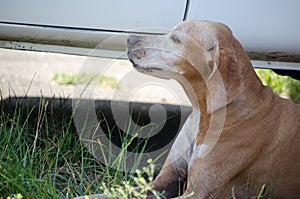 Hunting dog english pointer portrait. Close up.