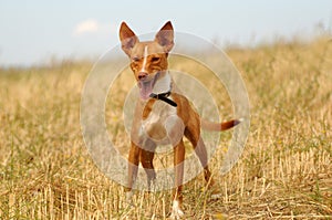 Hunting dog in the field