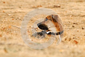 Hunting dog in the field