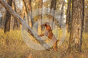 Hunting dog in field